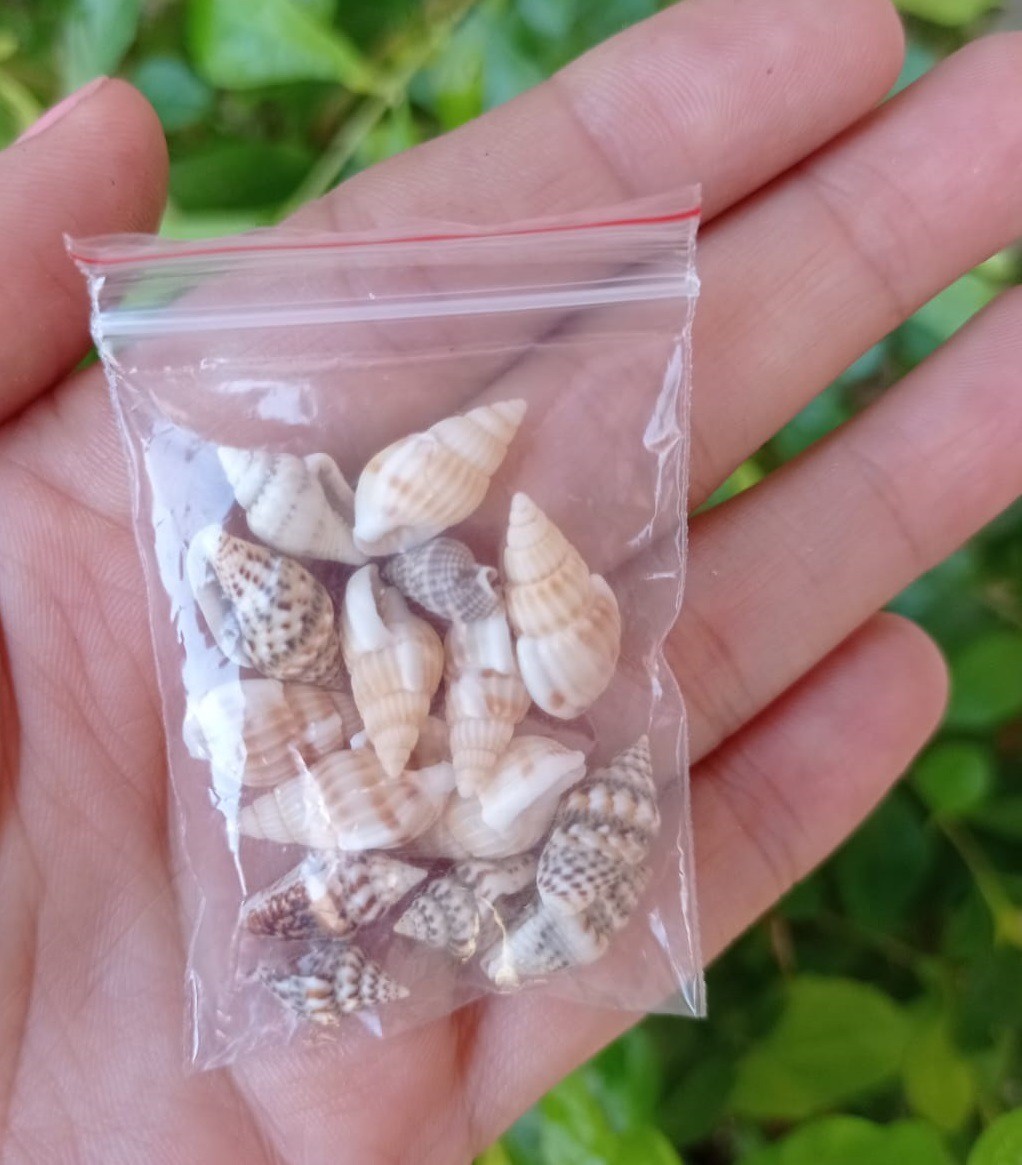 Conchitas de mar