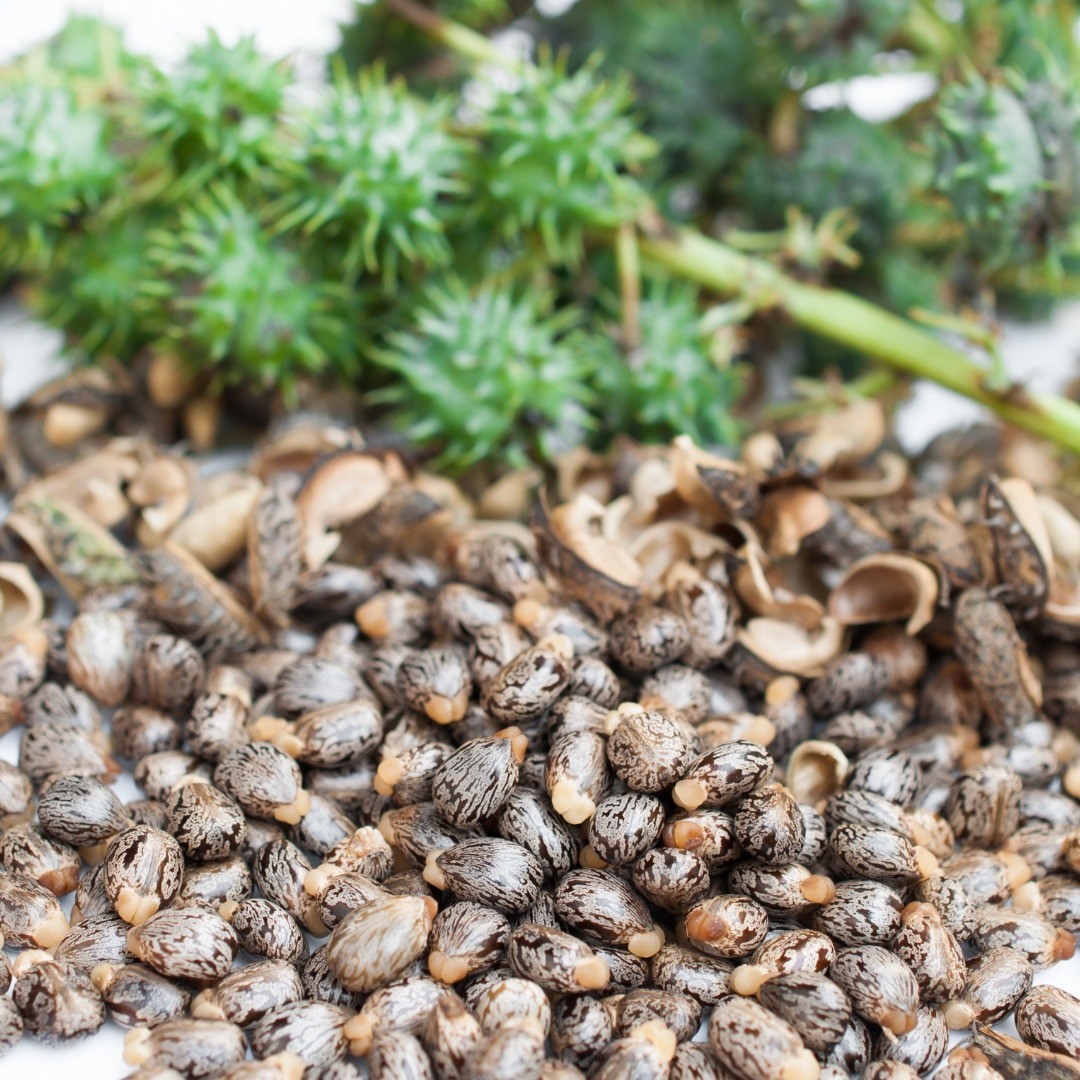 Jamaican Black Castor Oil