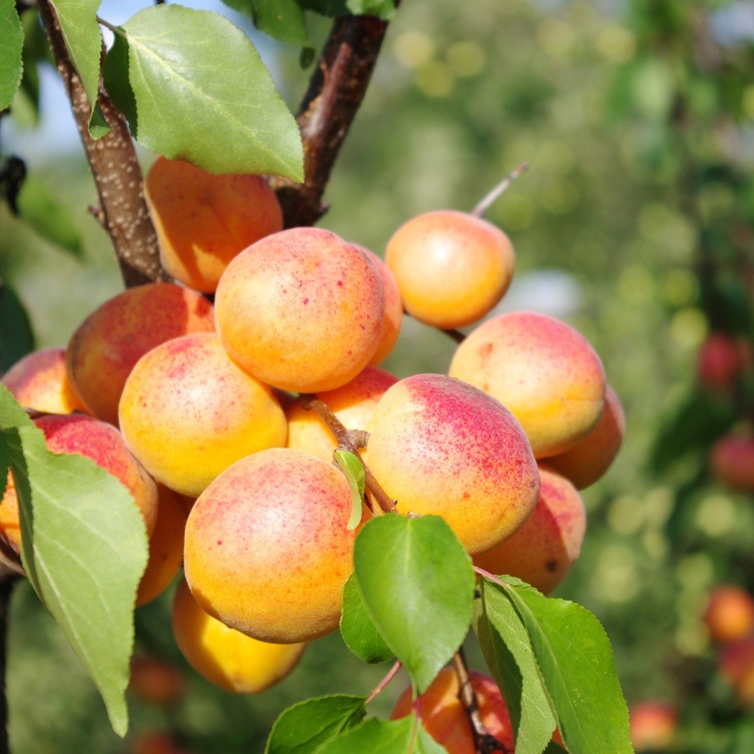 Apricot Kernel Oil