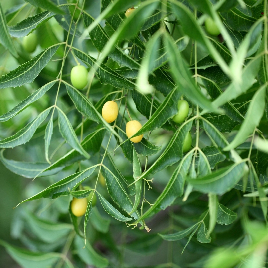 Neem Oil - Virgin