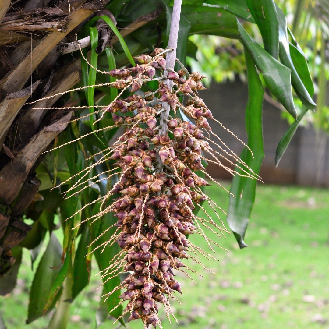 Babassu Oil (Refined)
