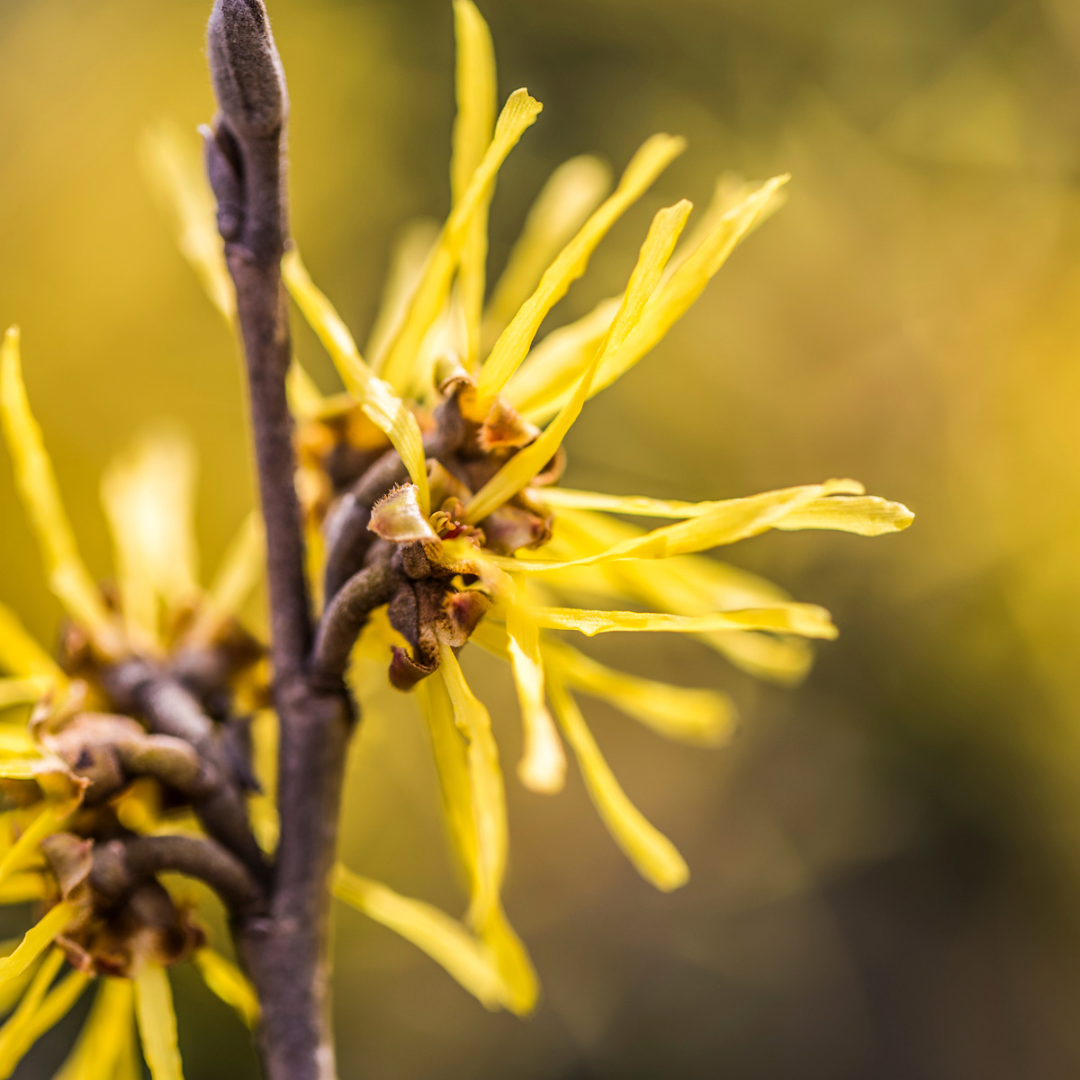 Witch Hazel - Alcohol Free