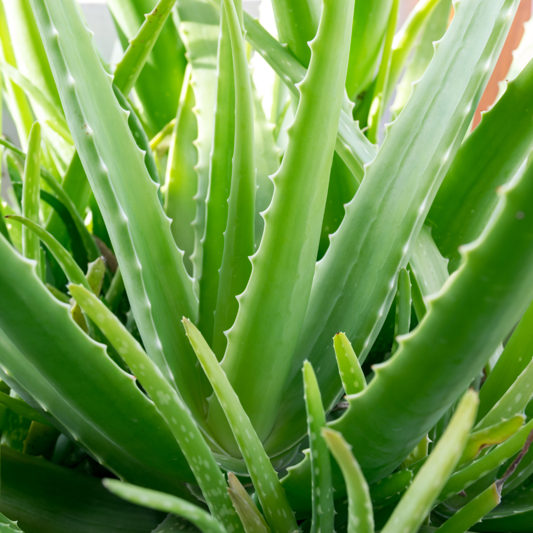 Aloe Vera Juice