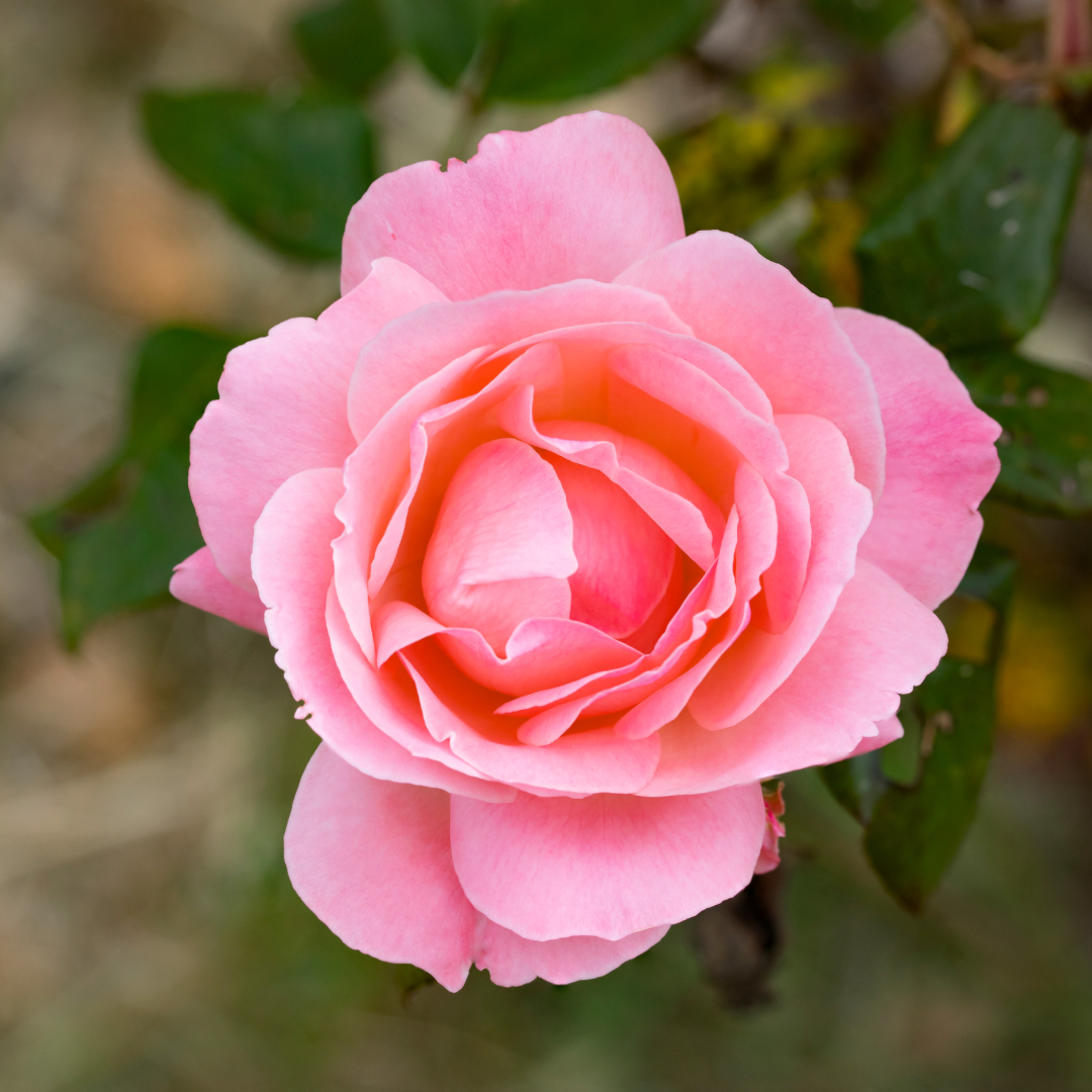 Rose Hydrosol