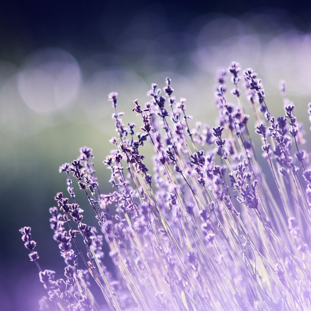 Lavender Essential Oil 40/42