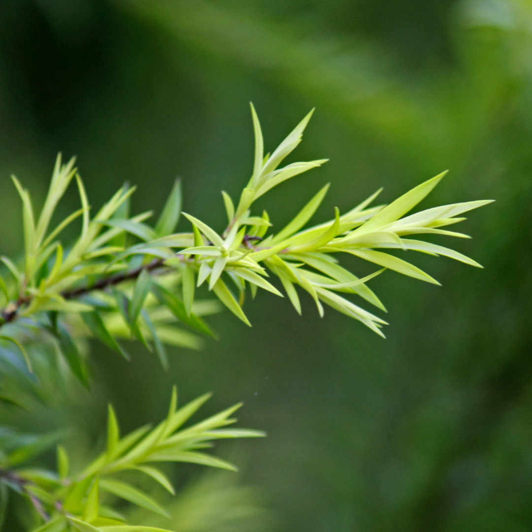Tea Tree Essential Oil