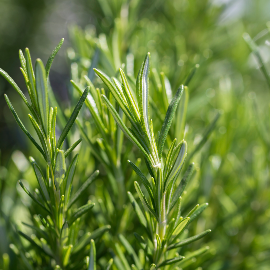 Rosemary Essential Oil