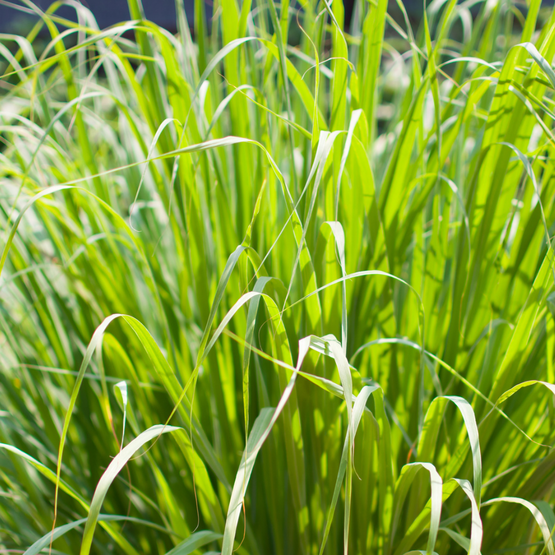 Lemongrass Essential Oil