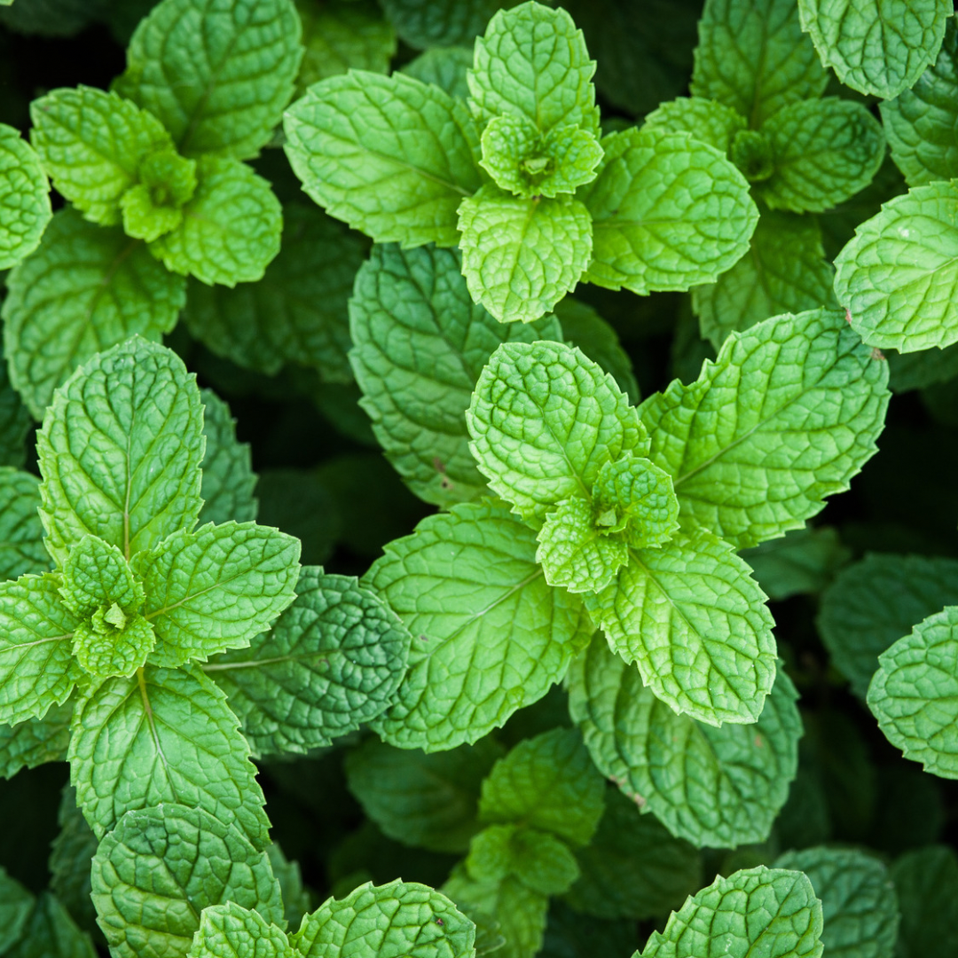 Peppermint Essential Oil