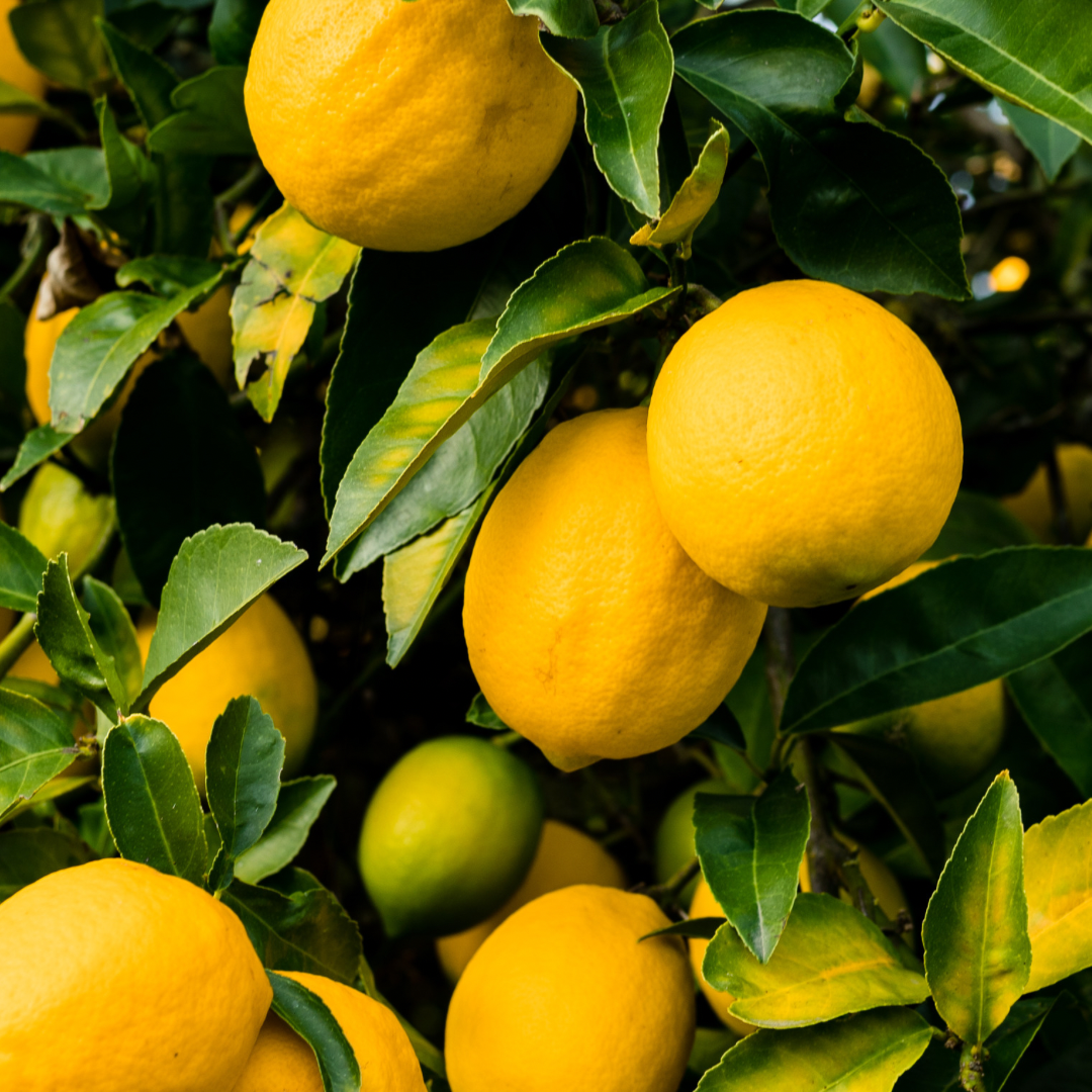 Sweet Orange Essential Oil