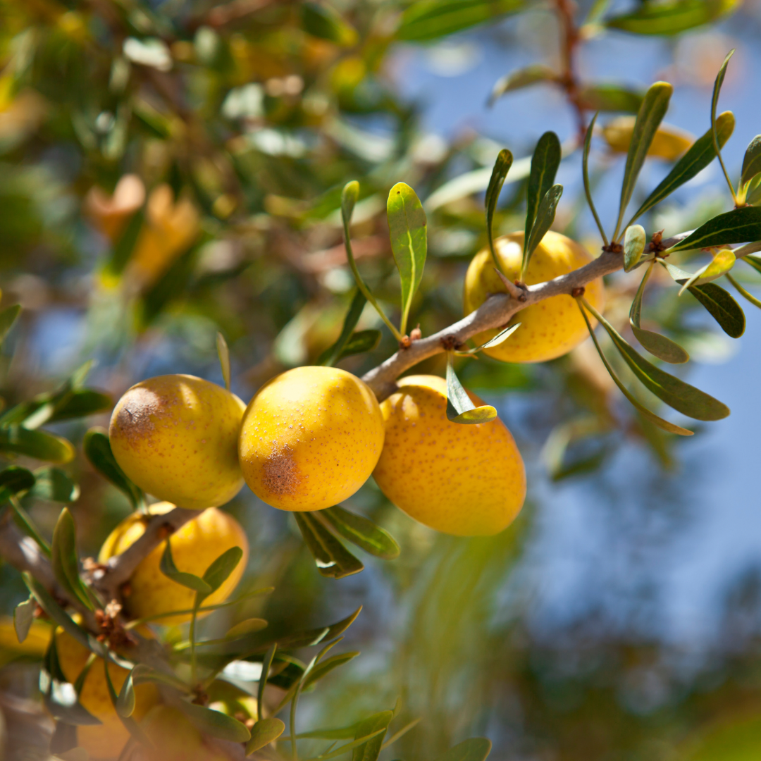 Lemon Essential Oil