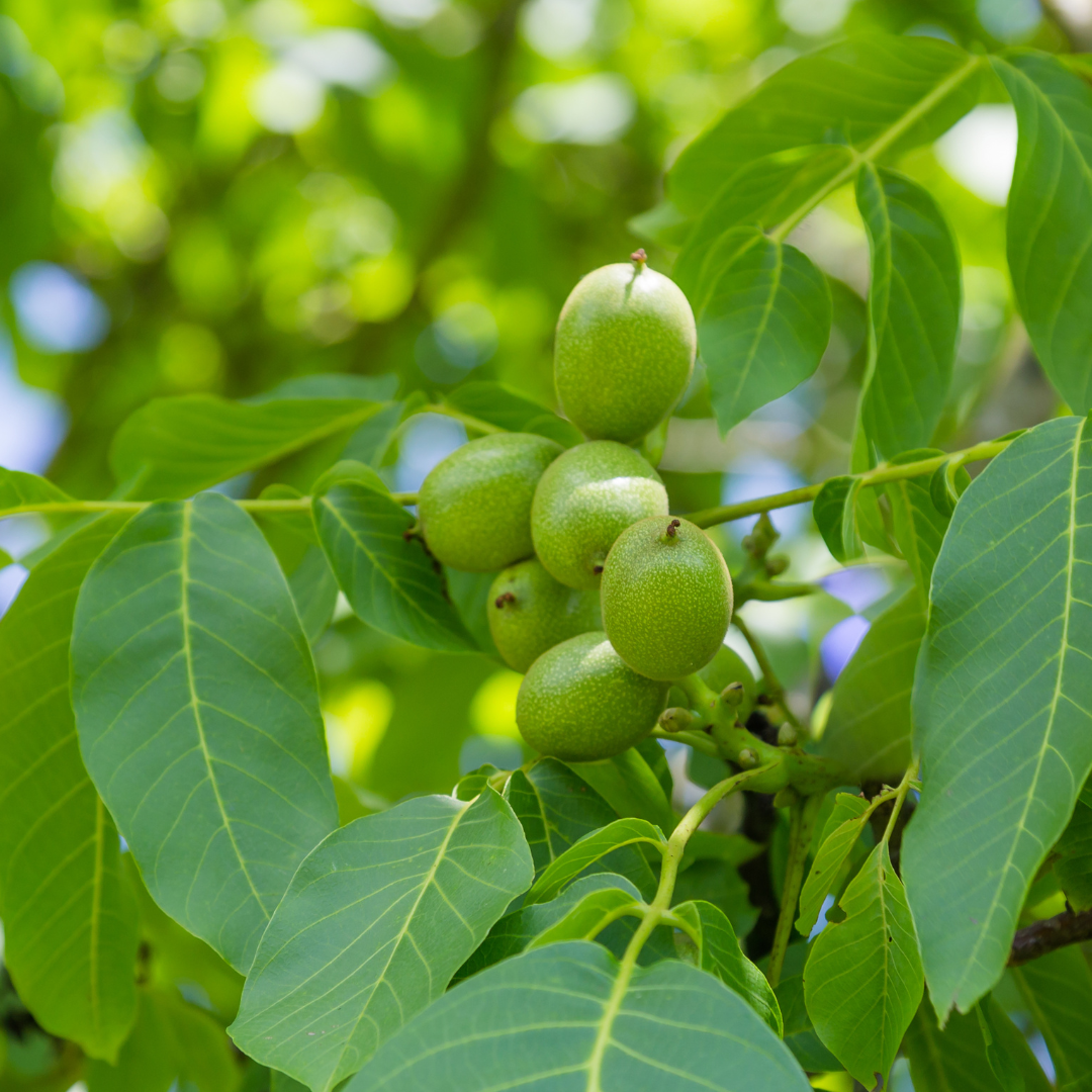 Walnut Oil