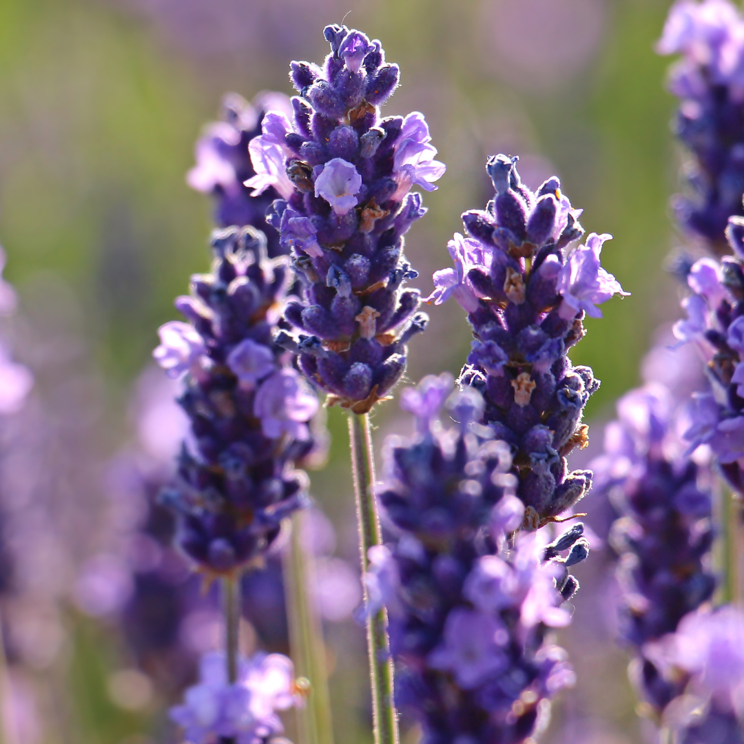 Lavender Hydrosol