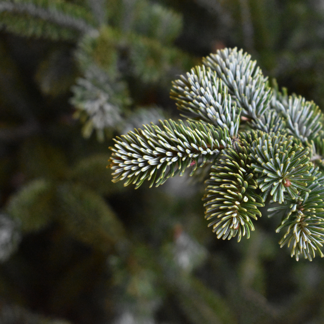 Fraser Fir Fragrance Oil