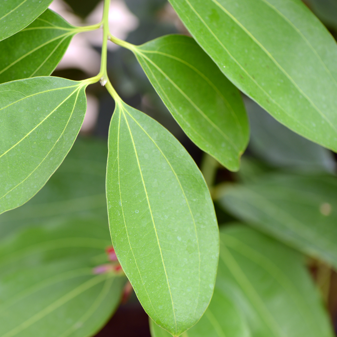 Cinnamon Leaf Essential Oil