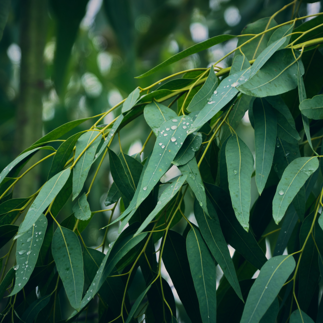 Eucalyptus Essential Oil