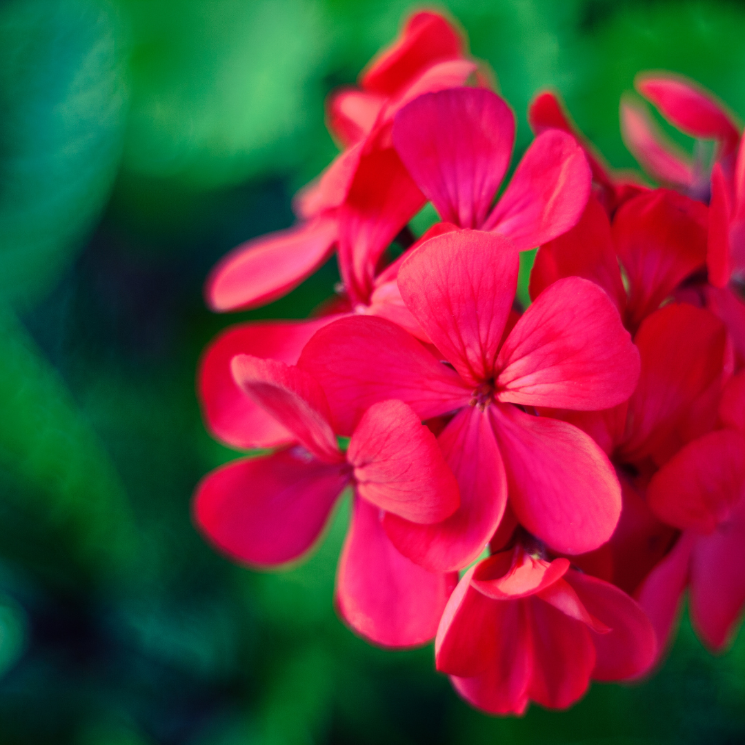 Geranium Essential Oil