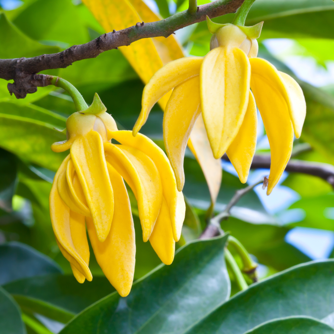 Ylang Ylang Essential Oil