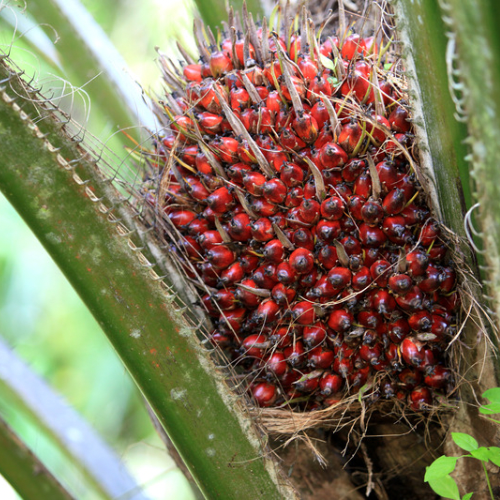 Red Palm Oil