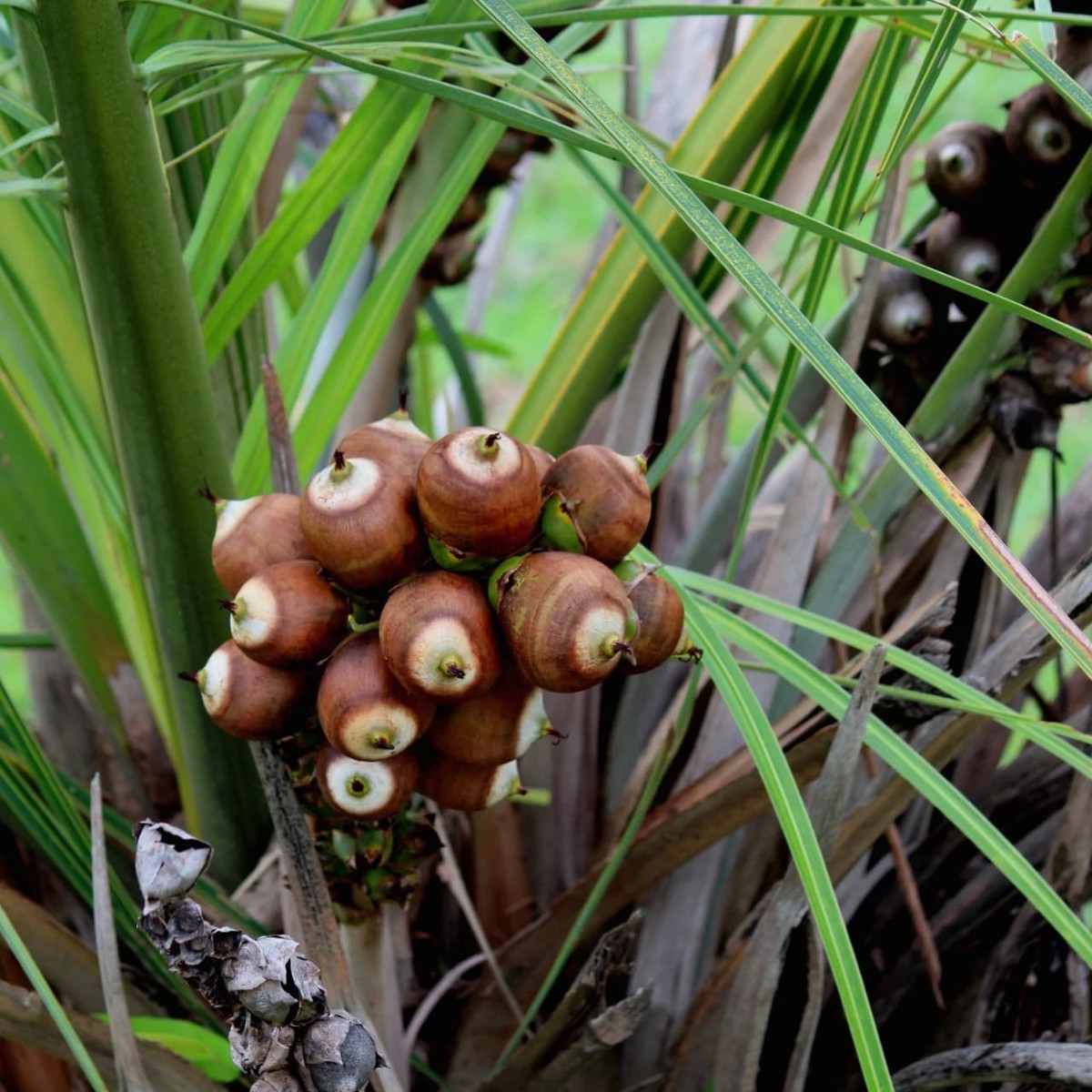 Babassu Oil (Natural & Unrefined)