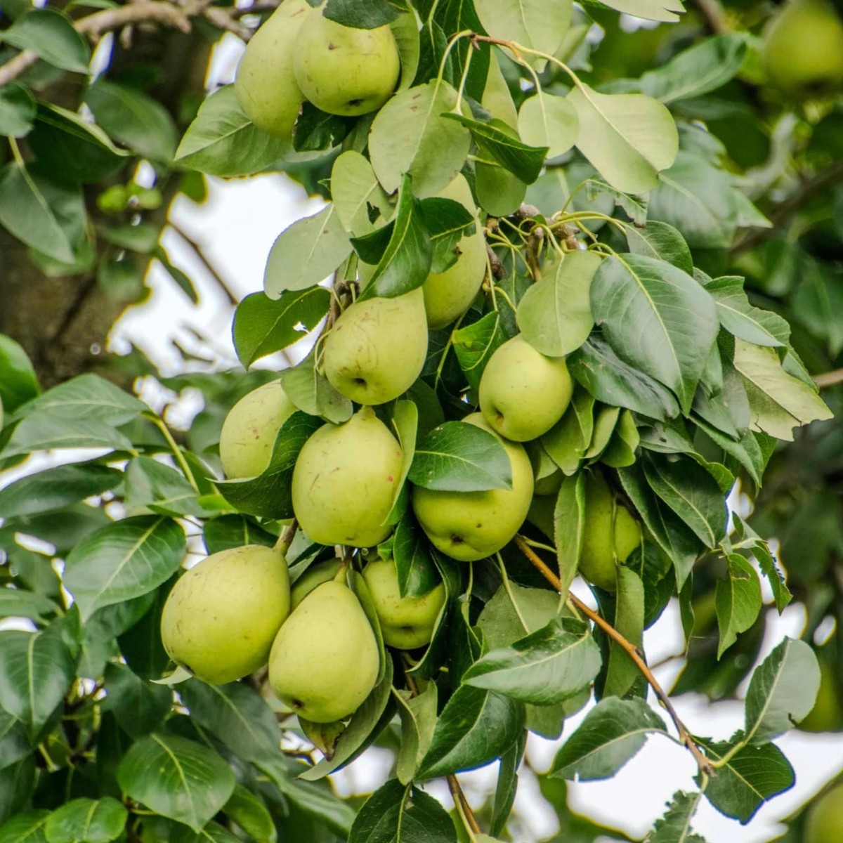 Brandied Pear Fragrance Oil