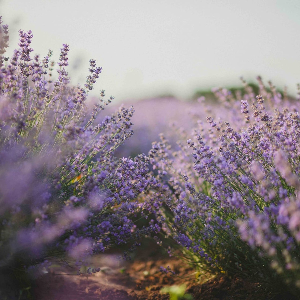 Lavender Embers Fragrance Oil