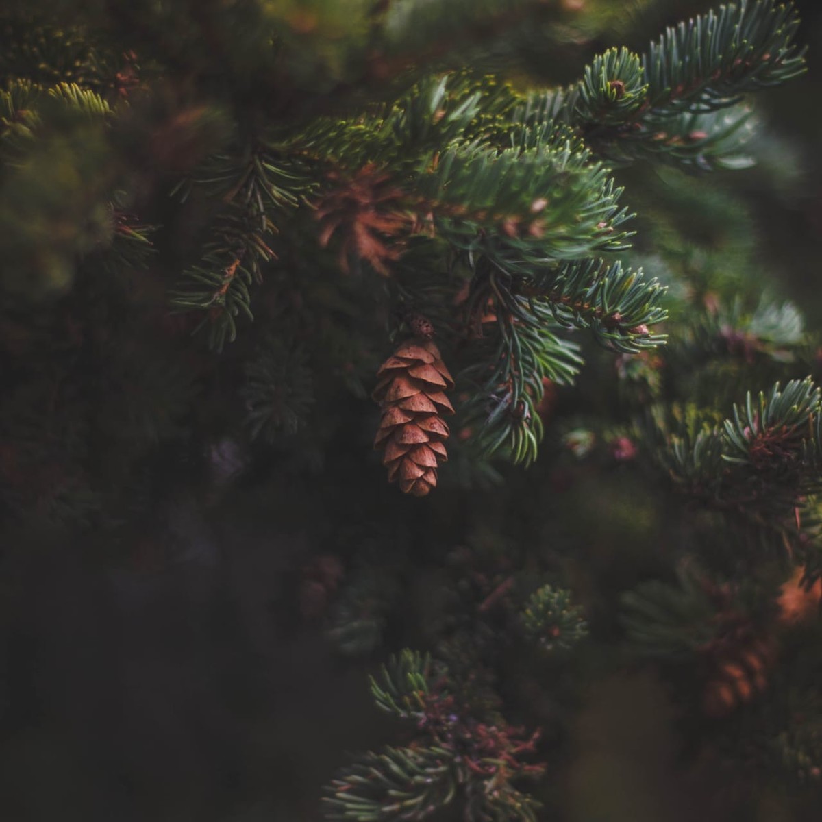 Sugar Pine and Patchouli Fragrance Oil