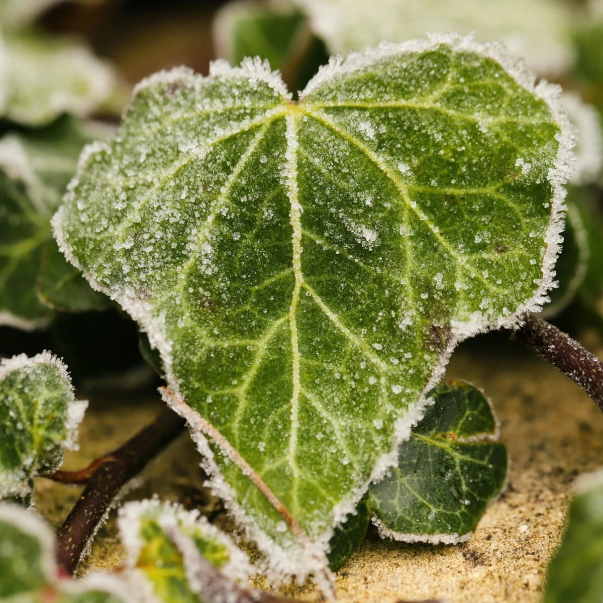 Arctic Ivy Fragrance Oil