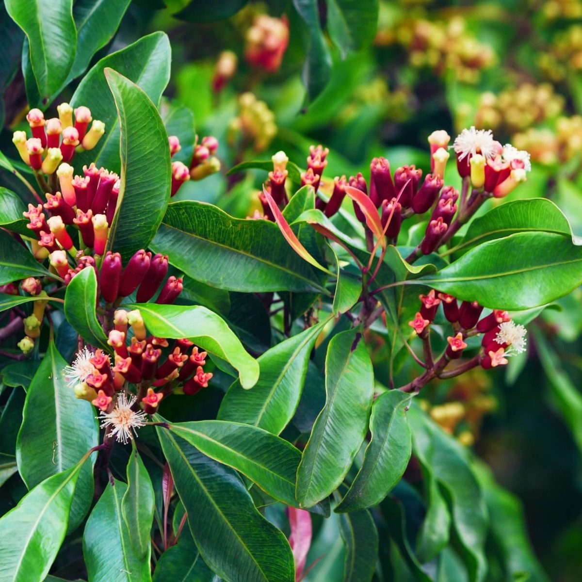 Clove leaf Essential Oil