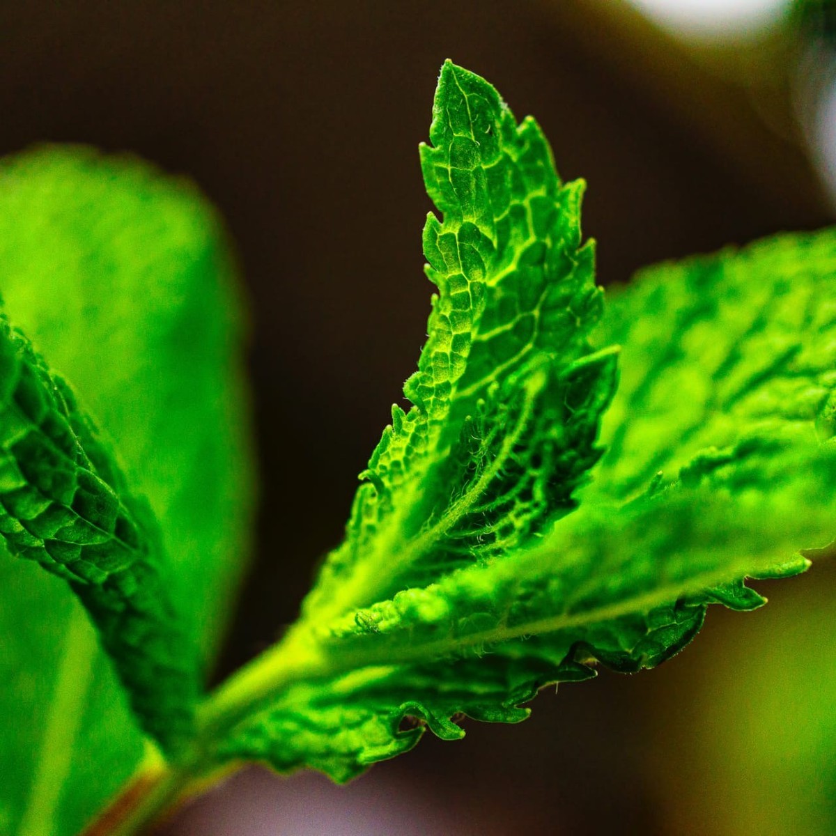Spearmint Essential Oil