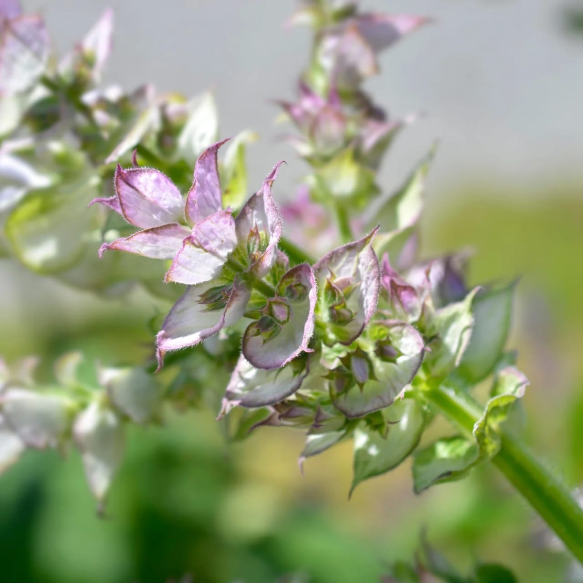 Clary Sage Essential Oil