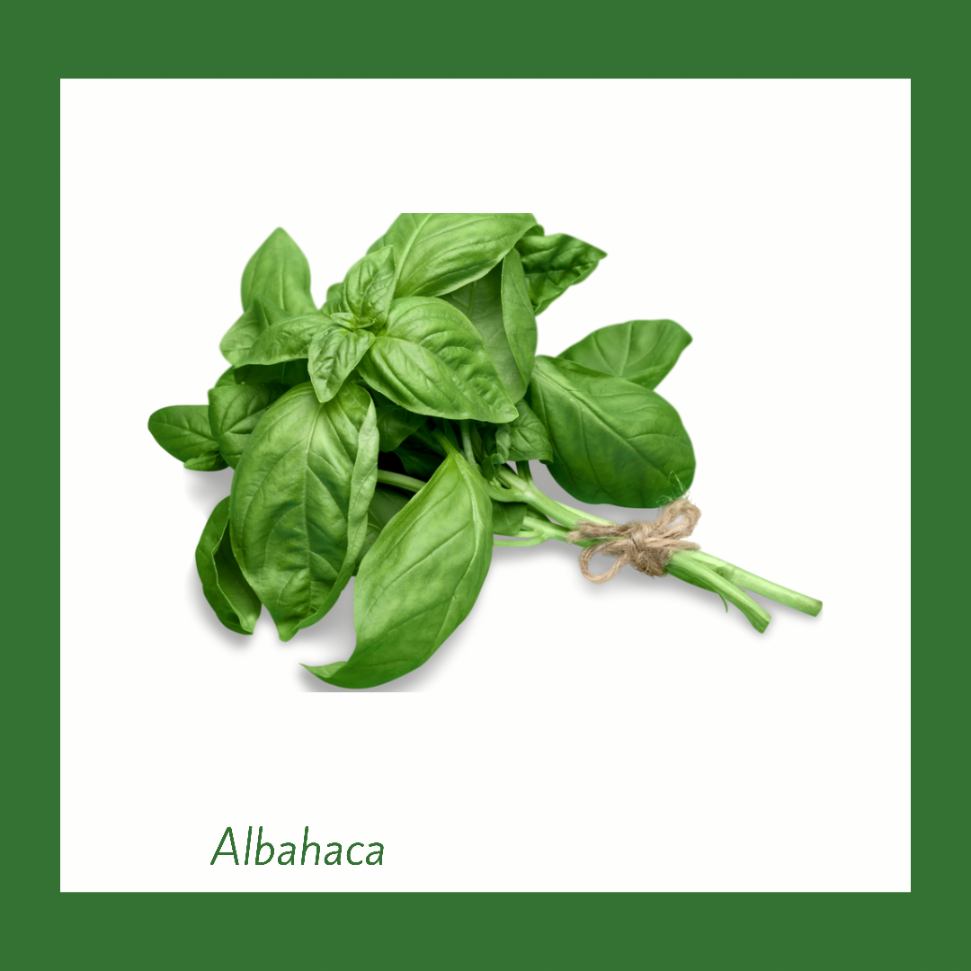 Albahaca Orgánica (Media Libra)