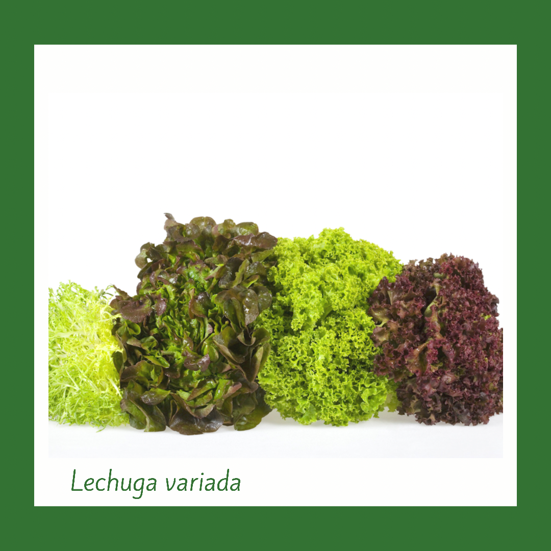Lechuga Orgánica Variada (1 Libra)