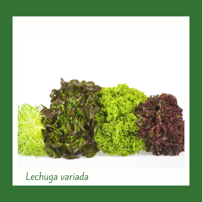 Lechuga Orgánica Variada (1 Libra)