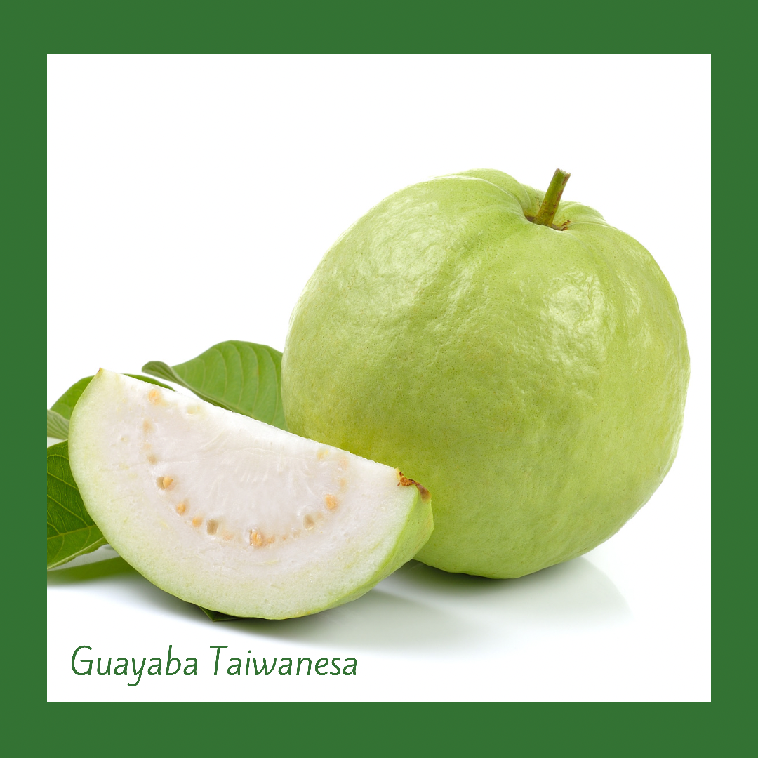 Guayaba Taiwanesa mediana (1 Unidad)