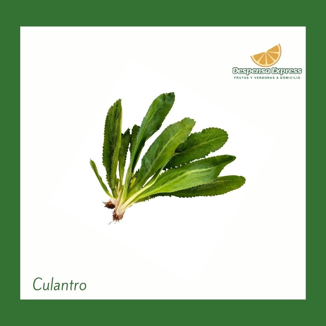 Culantro (Moño)