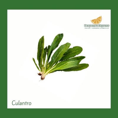 Culantro (Moño)