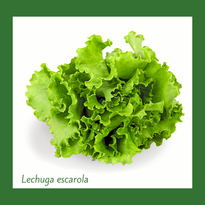 Lechuga Escarola Verde (1 Unidad)