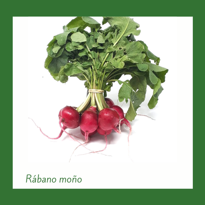 Rábano (Moño)