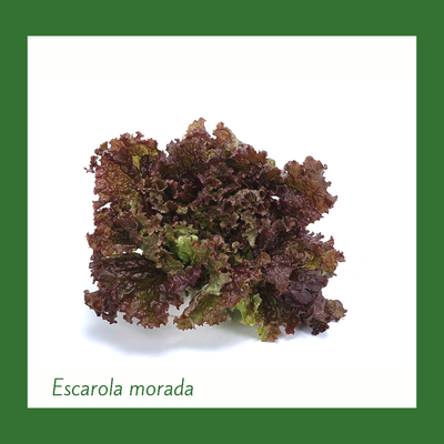 Lechuga Escarola Morada (1 Unidad)