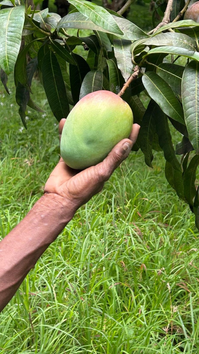 Mango Variety Box - 10 lbs
