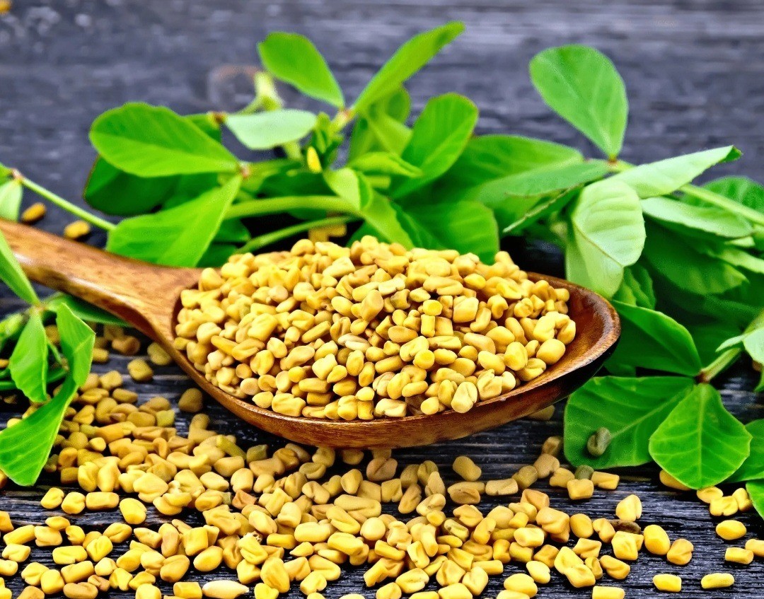 Fenugreek Seed