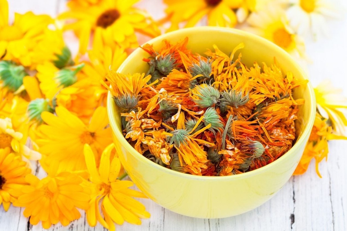 Calendula Flower