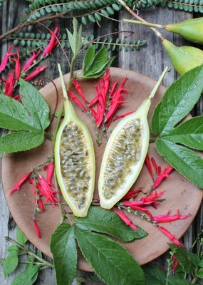 Vanilla Passion Fruit Fragrance Oil