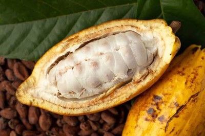 Hawaiian Cocoa Butter Fragrance Oil