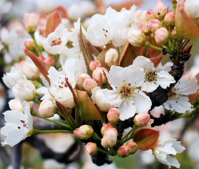 Nashi Blossom Fragrance Oil