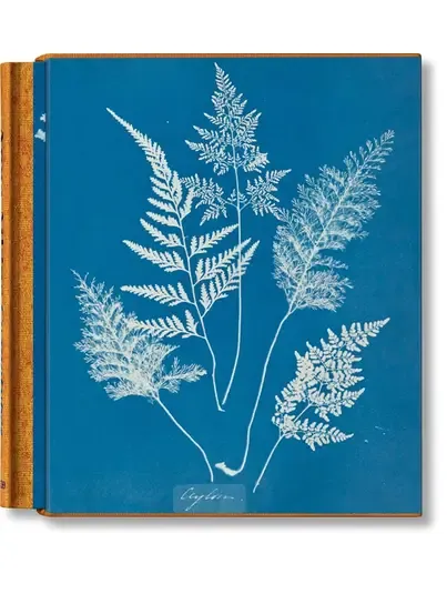 Cyanotypes - Anna Atkins