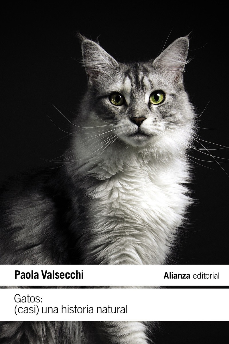 Gatos - Paola Valsecchi