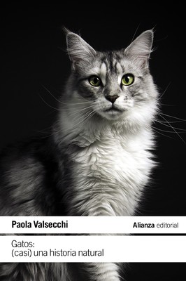 Gatos - Paola Valsecchi