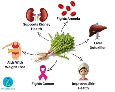 Now Dandelion Root, 500mg (30s)